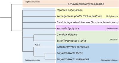 Komagataella phaffii as Emerging Model Organism in Fundamental Research